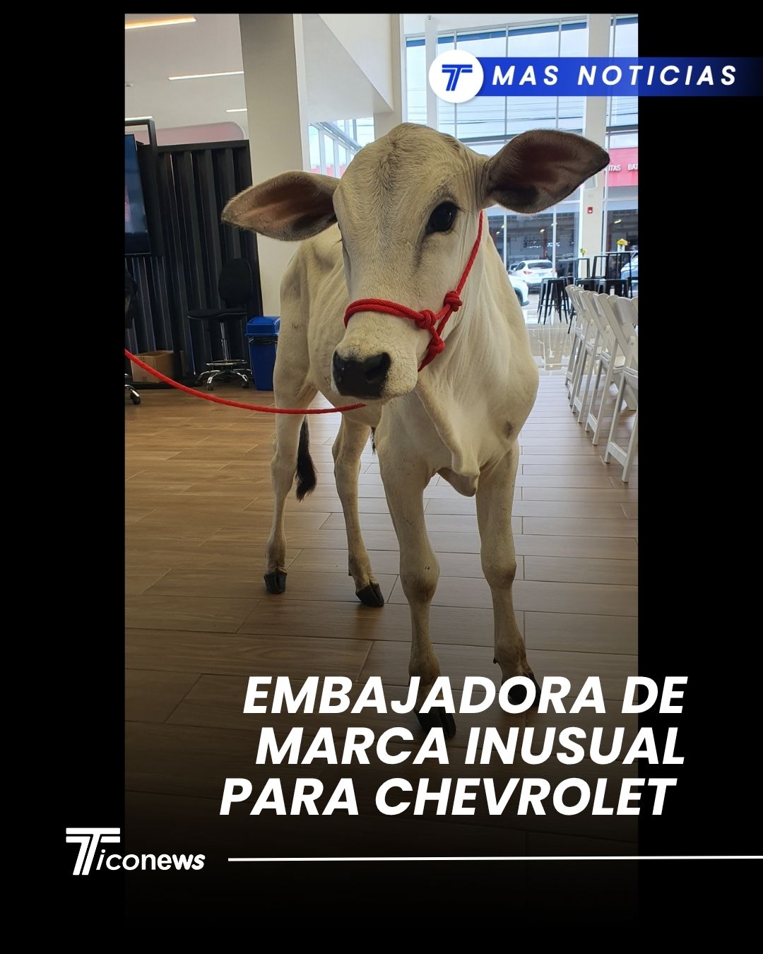 Reportaje